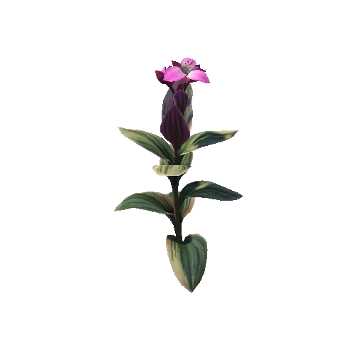 Flower Tradescantia Nanouk1 1